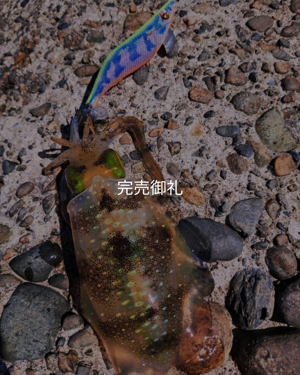 画像7: WILDCHASE 3.0号RTラトル /セナキスパイソン/UV[特注:EGI MANIACS] (7)