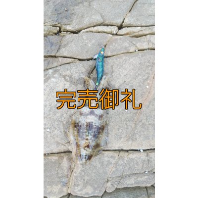 画像6: WILDCHASE 3.0号RTラトル/ブルーパイソン/スポットGLOW[特注:EGI MANIACS]