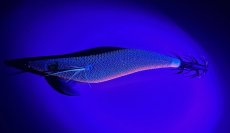 画像4: WILD CHASE 3.0号 アロワナレッド(UV)[特注:87works] (4)