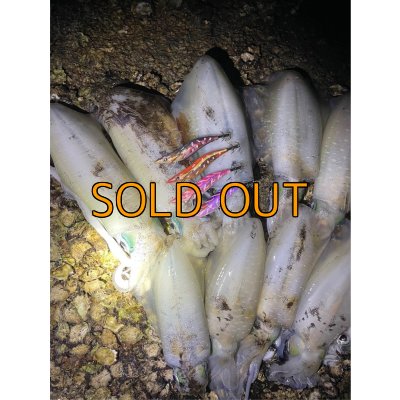 画像10: WILD CHASE 3.5号/モンスターパープル [特注:EGI MANIACS]