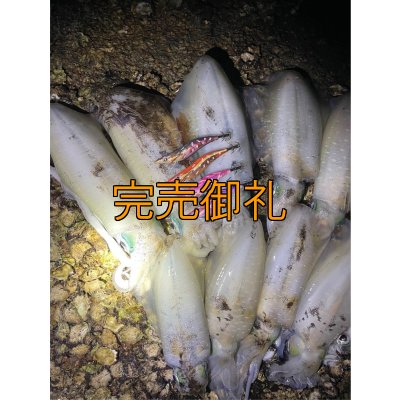 画像13: WILDCHASE 3.5号シャローtune/モンスターパープル [特注:EGI MANIACS]