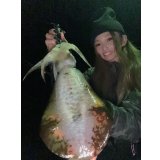 WILDCHASE 3.5号/ 斑黒龍/RED GLOW搭載[特注:EGI MANIACS]