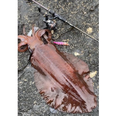 画像17: 第５回エギマニ ダービー in和歌山 ガチBATTLE！！