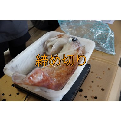 画像5: 第４回エギマニ ダービー in和歌山 ガチBATTLE！！