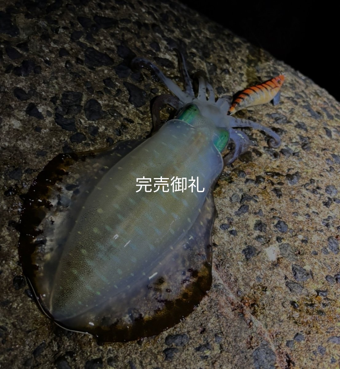 画像12: WILDCHASE 3.0号/雷虎 らいと[監修:山口 譲二] (12)