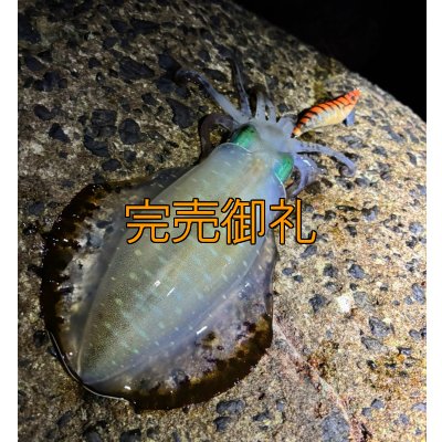 画像12: WILDCHASE 3.0号/雷虎 らいと[監修:山口 譲二]