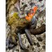 画像10: WILDCHASE 3.5号シャローtune /雷虎 らいと[監修:山口 譲二]