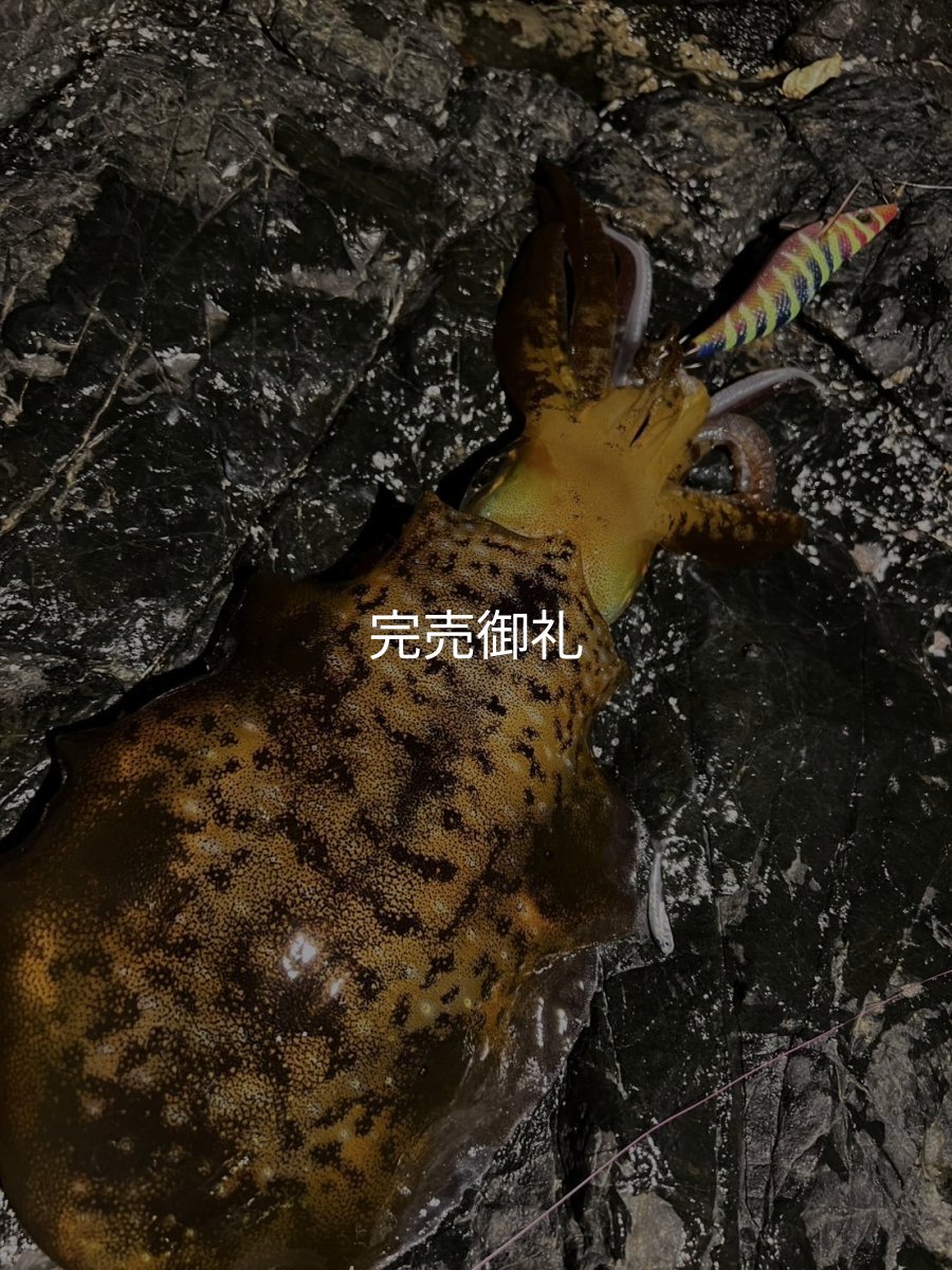 画像10: WILDCHASE 3.0号 /四雷 しらい[監修:藤原 弘貴] (10)
