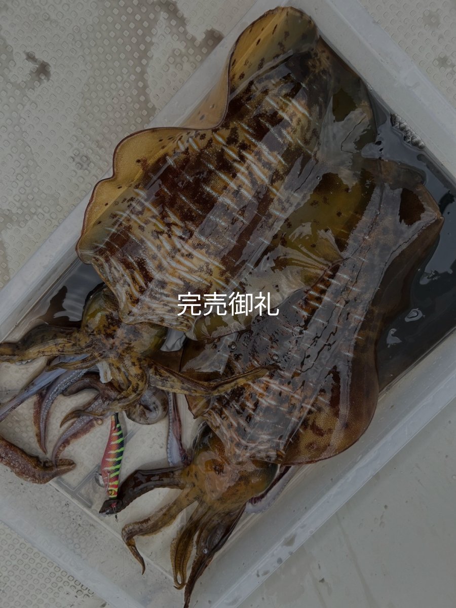 画像7: WILDCHASE 3.0号 /四雷 しらい[監修:藤原 弘貴] (7)
