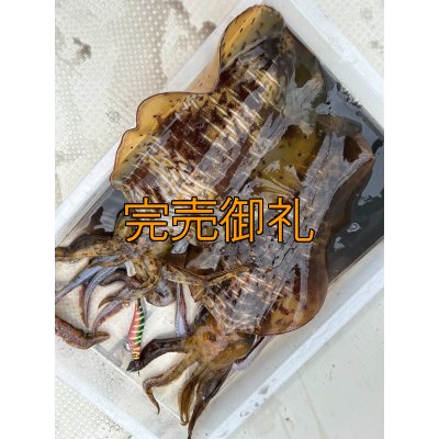 画像7: WILDCHASE 3.0号 /四雷 しらい[監修:藤原 弘貴]