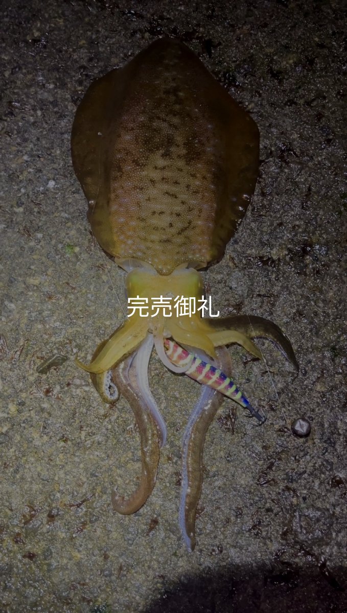 画像8: WILDCHASE 3.0号 /四雷 しらい[監修:藤原 弘貴] (8)