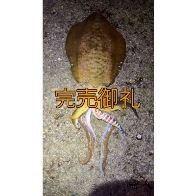 画像8: WILDCHASE 3.0号 /四雷 しらい[監修:藤原 弘貴]