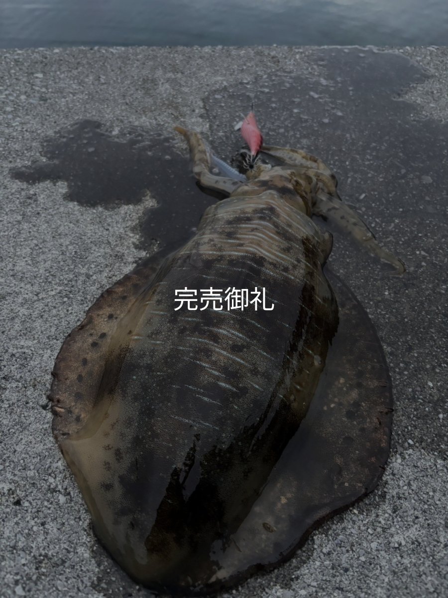 画像13: WILDCHASE 3.0号 /火雷 ほのいかずち[監修:新井 和也] (13)
