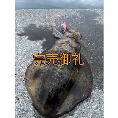 画像13: WILDCHASE 3.5号シャローtune /火雷 ほのいかずち[監修:新井 和也]