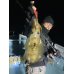 画像6: WILDCHASE 3.5号シャローtune /火雷 ほのいかずち[監修:新井 和也]