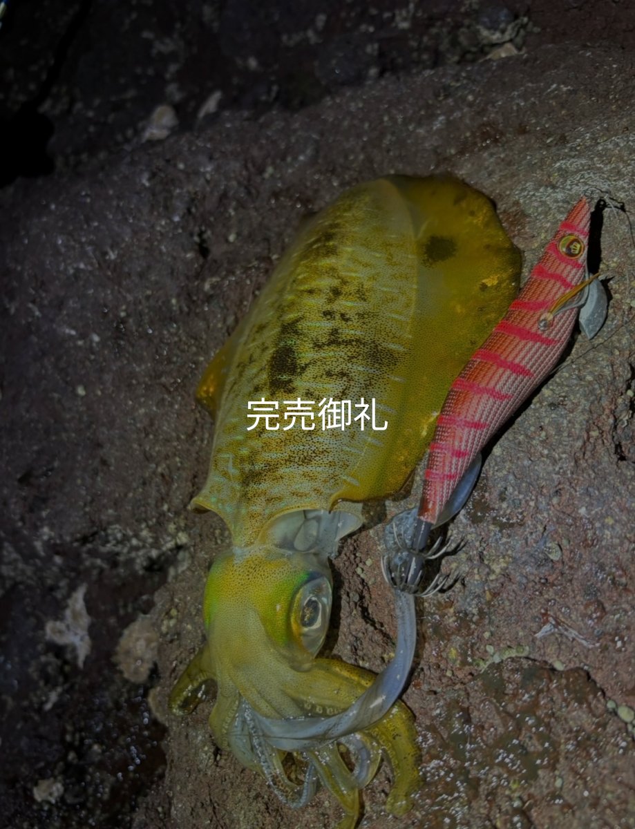 画像7: WILDCHASE 3.0号 /火雷 ほのいかずち[監修:新井 和也] (7)