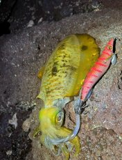 画像7: WILDCHASE 3.0号 /火雷 ほのいかずち[監修:新井 和也] (7)