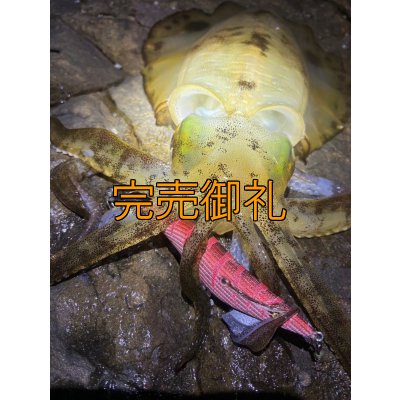 画像10: WILDCHASE 3.5号シャローtune /火雷 ほのいかずち[監修:新井 和也]