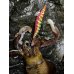 画像9: WILDCHASE 3.5号シャローtune /四雷 しらい[監修:藤原 弘貴]