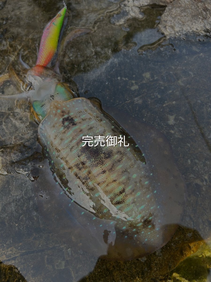 画像7: WILDCHASE 3.5号シャロー [特注:かめや釣具] (7)