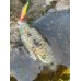 画像7: WILDCHASE 3.5号シャロー [特注:かめや釣具]