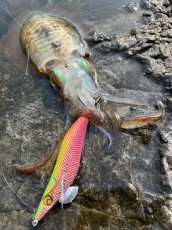 画像9: WILDCHASE 3.5号シャロー [特注:かめや釣具] (9)