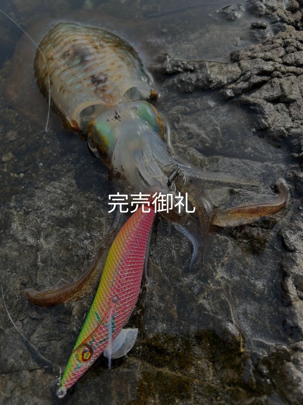WILDCHASE 3.5号シャロー [特注:かめや釣具] - EGI MANIACS
