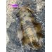 画像8: WILDCHASE 3.5号シャロー [特注:かめや釣具]