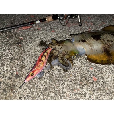 画像18: WILDCHASE 3.0号 /ピンクロビン[監修:藤本 奈浦子]