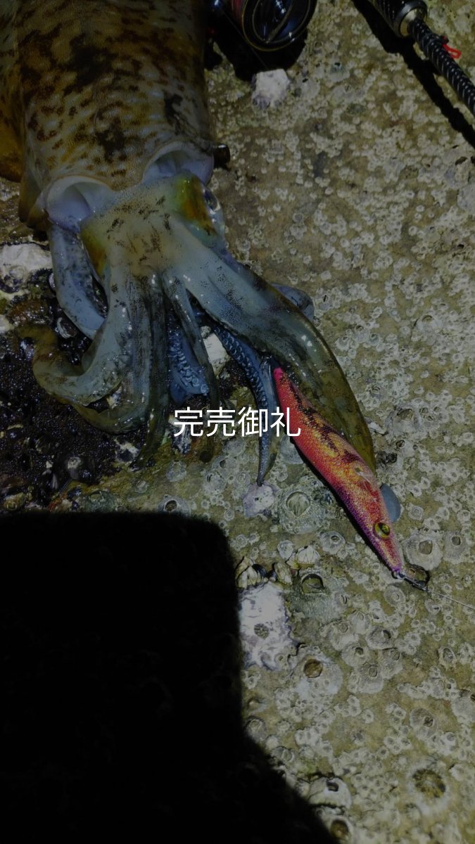 画像16: WILDCHASE 3.0号 /ピンクロビン[監修:藤本 奈浦子] (16)