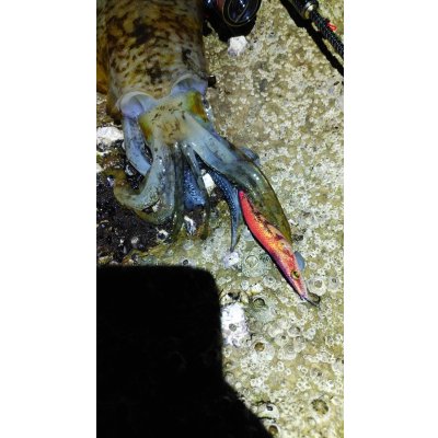 画像16: WILDCHASE 3.0号 /ピンクロビン[監修:藤本 奈浦子]