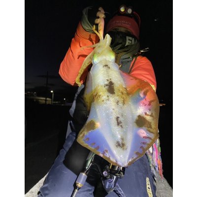 画像8: WILDCHASE 3.0号 /ピンクロビン[監修:藤本 奈浦子]