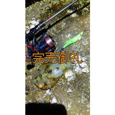 画像14: WILDCHASE 3.5号シャローtune /ピーコックＵＶ[監修:野田 広忠]