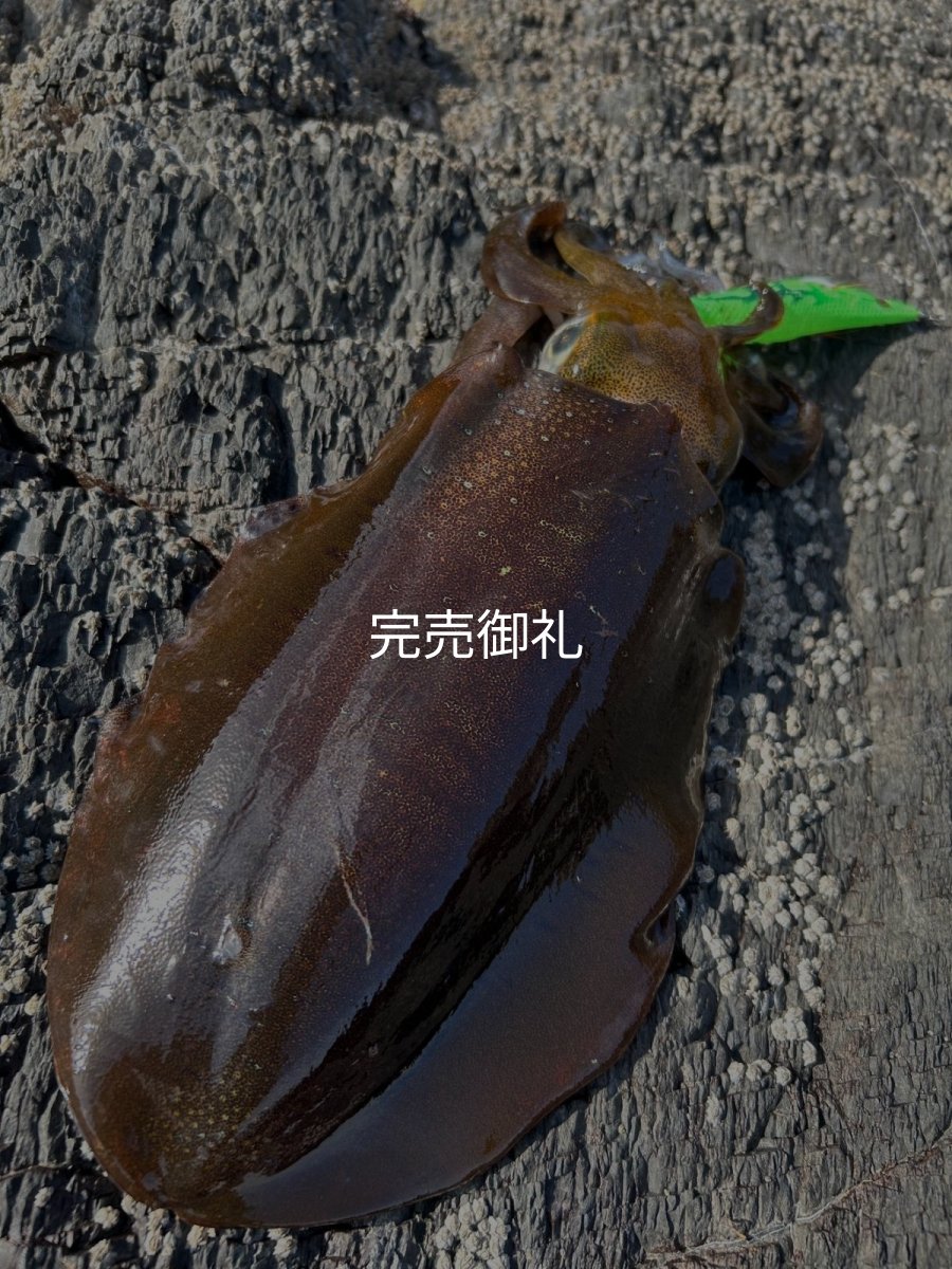 画像10: WILDCHASE 3.0号 /ピーコックＵＶ[監修:野田 広忠] (10)