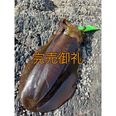 画像10: WILDCHASE 3.5号シャローtune /ピーコックＵＶ[監修:野田 広忠]