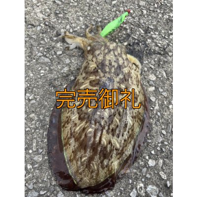 画像12: WILDCHASE 3.5号シャローtune /ピーコックＵＶ[監修:野田 広忠]