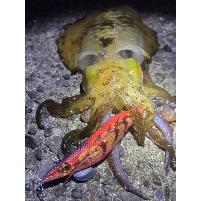 画像17: WILDCHASE 3.0号 /ピンクロビン[監修:藤本 奈浦子]