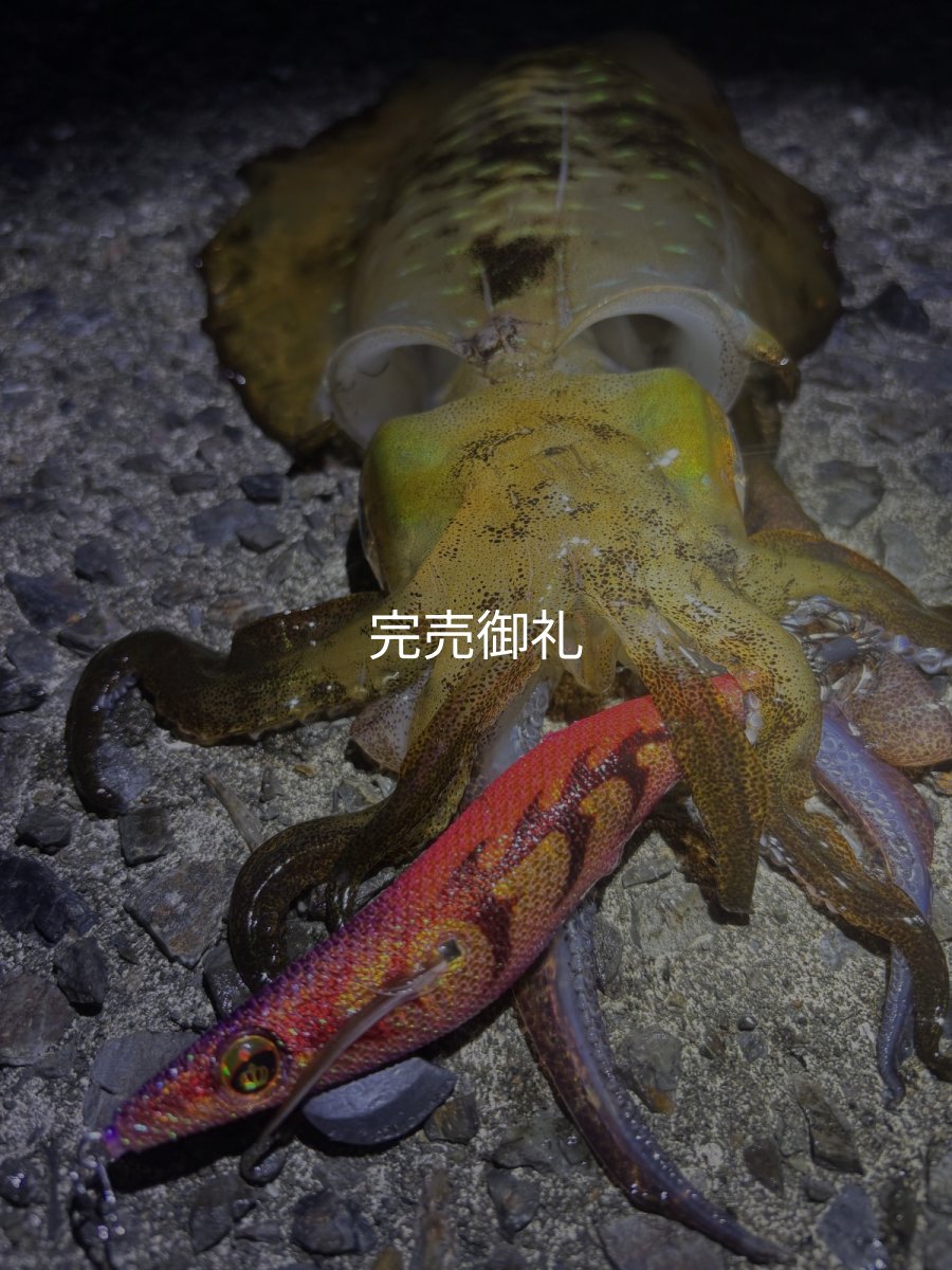画像14: WILDCHASE 3.0号 /ピンクロビン[監修:藤本 奈浦子] (14)