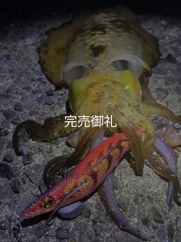 WILDCHASE 3.0号 /ピンクロビン[監修:藤本 奈浦子] - EGI MANIACS