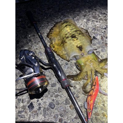 画像19: WILDCHASE 3.0号 /ピンクロビン[監修:藤本 奈浦子]