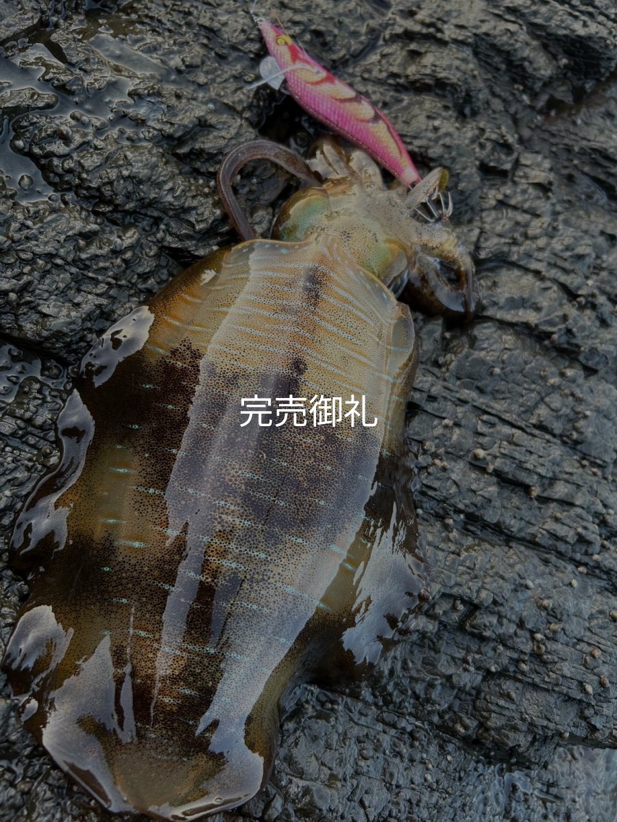 画像15: WILDCHASE 3.0号 /ピンクロビン[監修:藤本 奈浦子] (15)