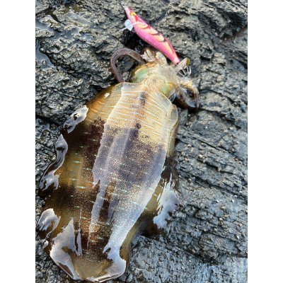 画像15: WILDCHASE 3.0号 /ピンクロビン[監修:藤本 奈浦子]