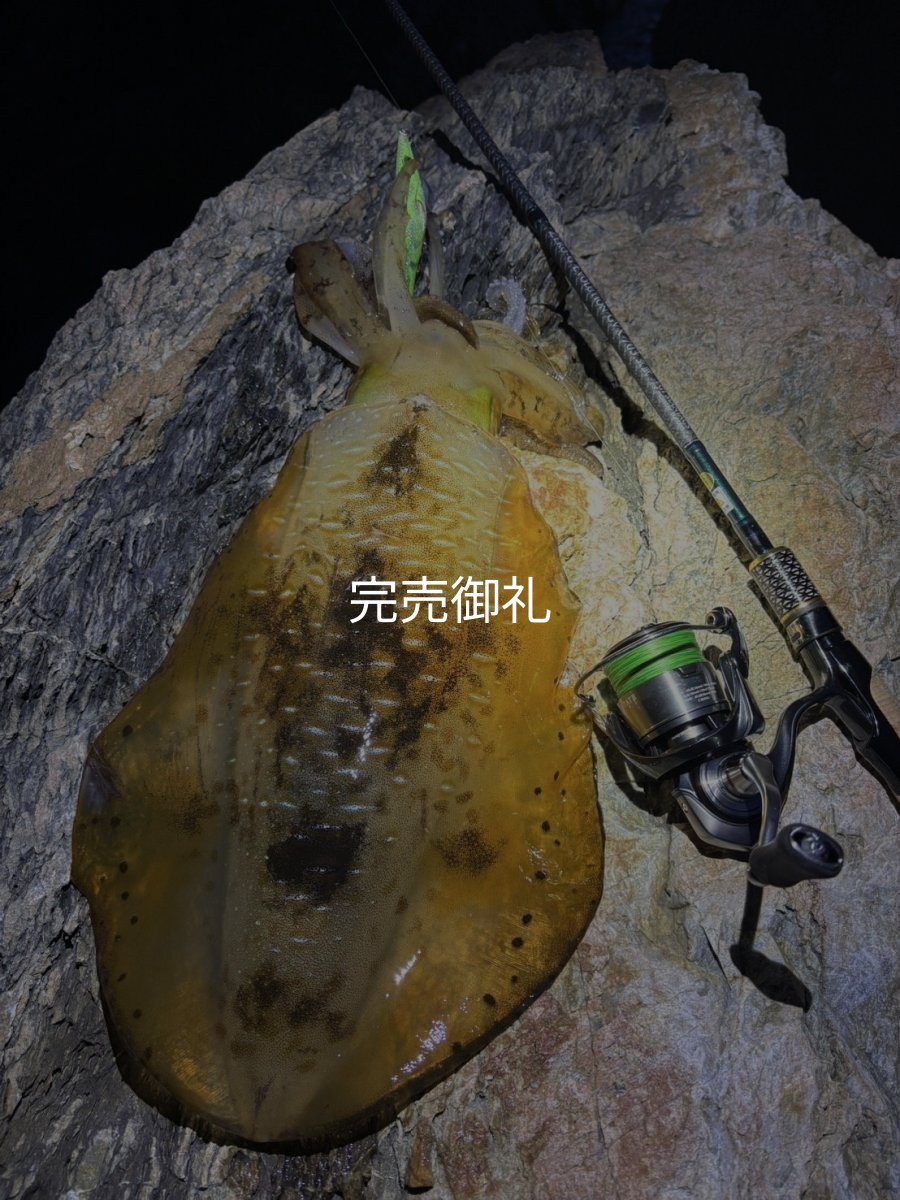 画像13: WILDCHASE 3.0号 /ピーコックＵＶ[監修:野田 広忠] (13)