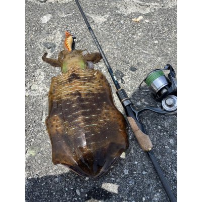 画像3: 【ARMY GRADATION】X8-PE 0.5-210m 