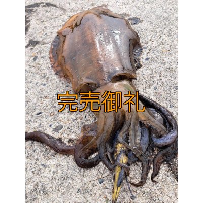 画像21: WILDCHASE 3.5号シャローtune /斑緑龍[監修:椿本 洋士]