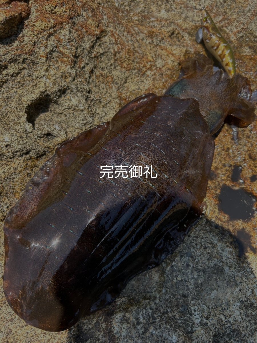 画像17: WILDCHASE 3.0号 /斑緑龍[監修:椿本 洋士] (17)