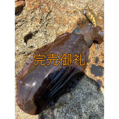 画像17: WILDCHASE 3.5号シャローtune /斑緑龍[監修:椿本 洋士]