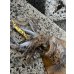 画像13: WILDCHASE 3.5号シャローtune /斑緑龍[監修:椿本 洋士]