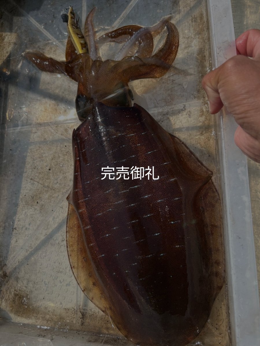 画像18: WILDCHASE 3.0号 /斑緑龍[監修:椿本 洋士] (18)