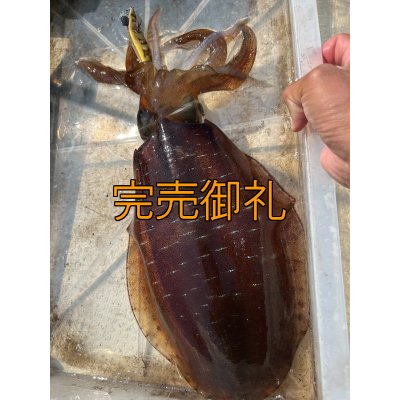 画像18: WILDCHASE 3.5号シャローtune /斑緑龍[監修:椿本 洋士]